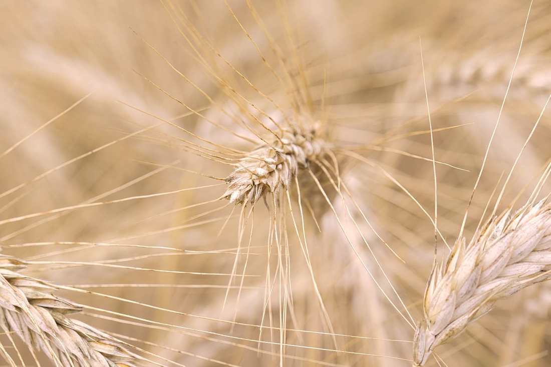 10 Alimentos Para Te Ajudar a Emagrecer