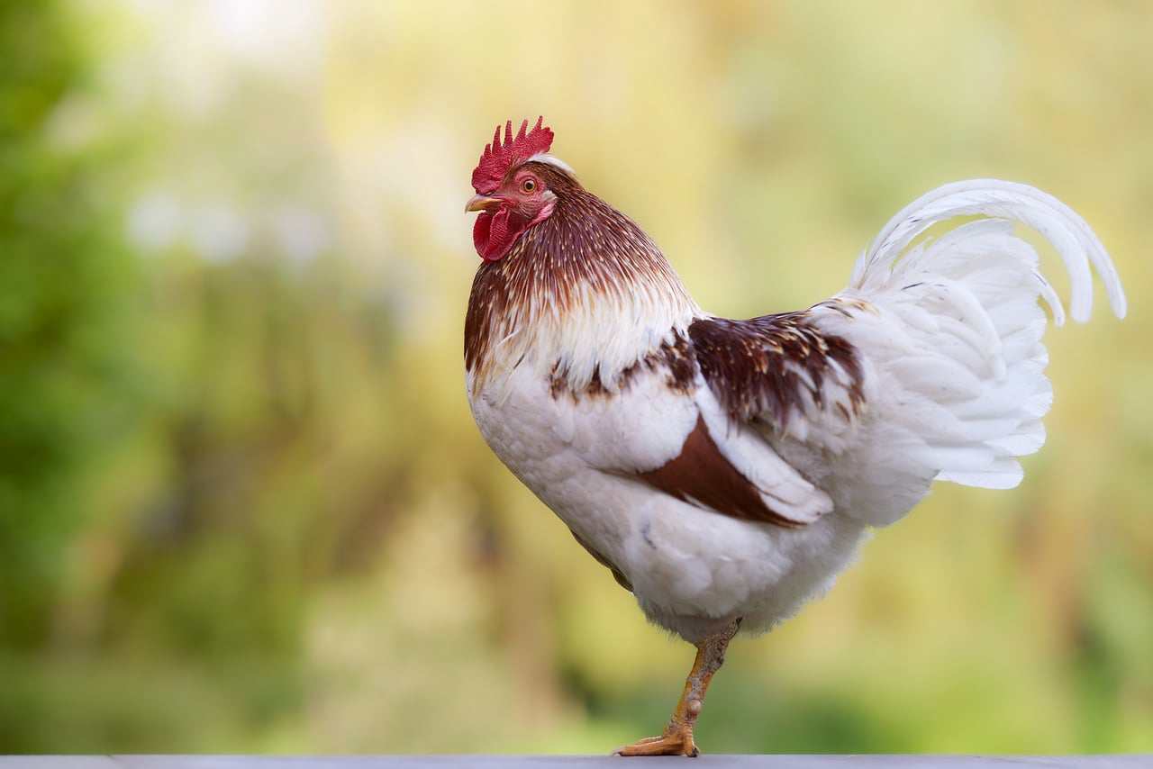 Dieta sem glúten